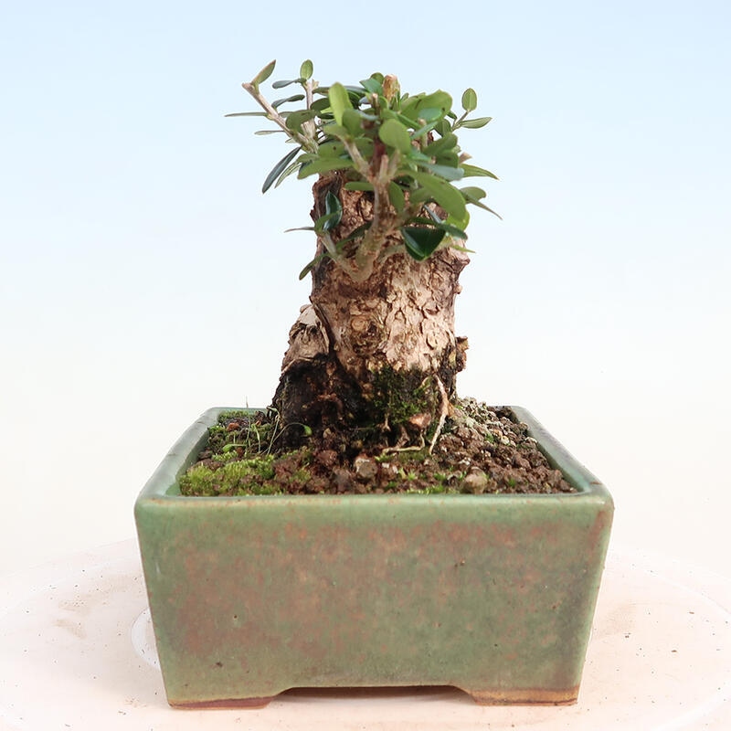 Indoor bonsai - Olea europaea sylvestris - Small-leaved European olive