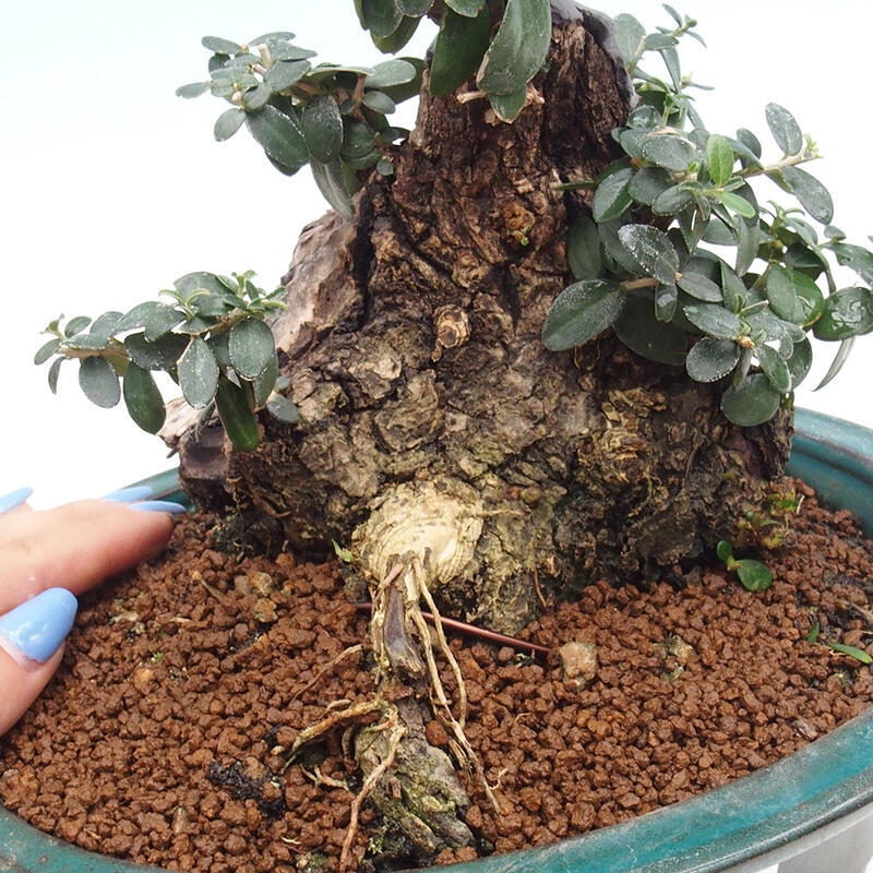 Indoor bonsai - Olea europaea sylvestris - Small-leaved European olive