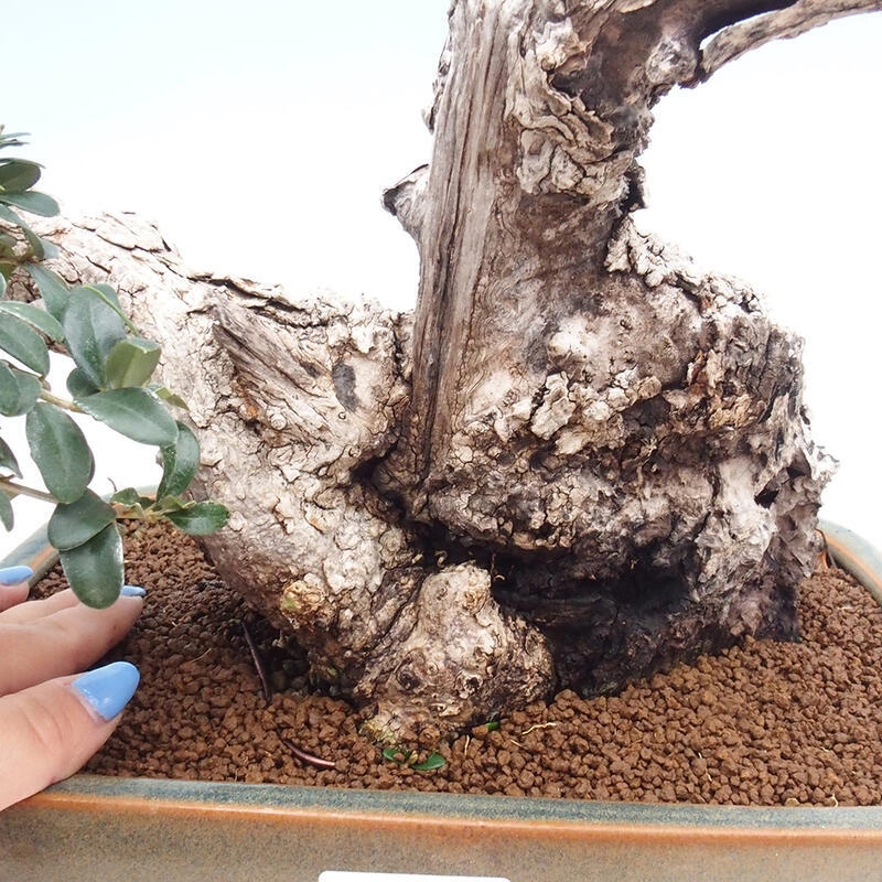 Indoor bonsai - Olea europaea sylvestris - Small-leaved European olive