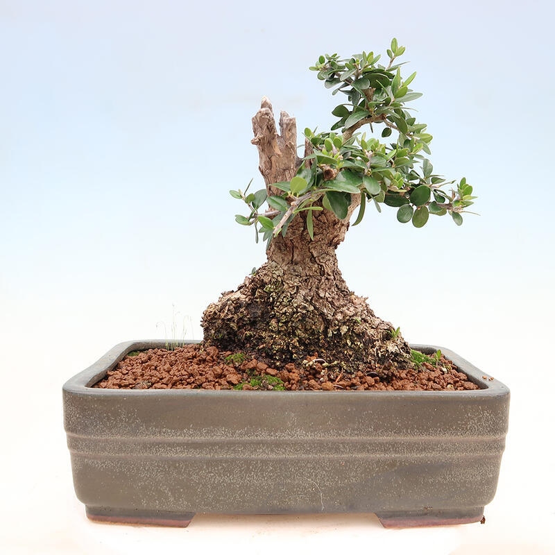 Indoor bonsai - Olea europaea sylvestris - Small-leaved European olive