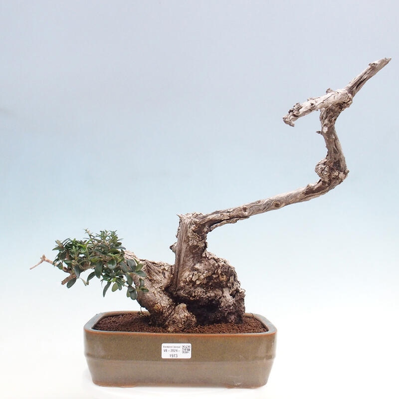 Indoor bonsai - Olea europaea sylvestris - Small-leaved European olive