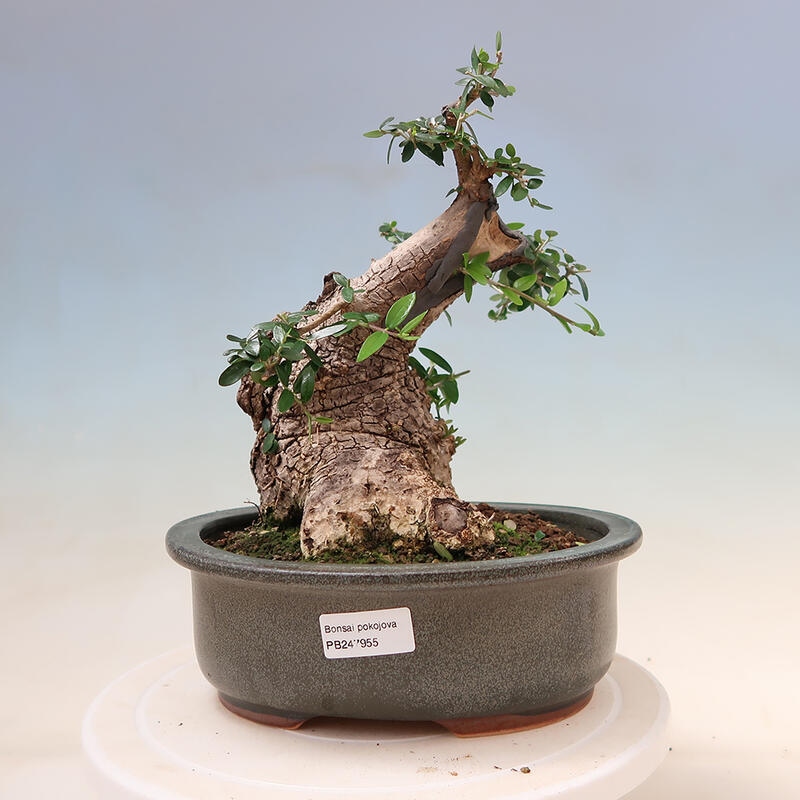 Indoor bonsai - Olea europaea sylvestris - European small-leaved olive oil