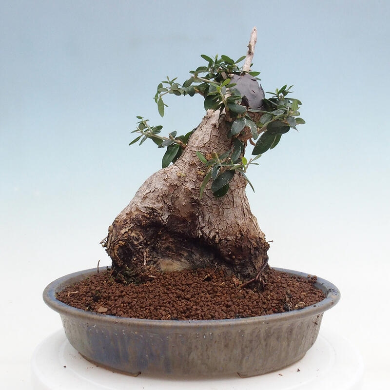 Indoor bonsai - Olea europaea sylvestris - Small-leaved European olive