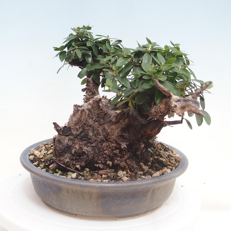 Indoor bonsai - Olea europaea sylvestris - European small-leaved olive oil