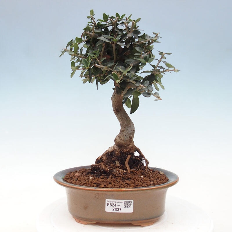 Indoor bonsai - Olea europaea sylvestris - European small-leaved olive oil