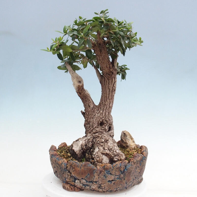 Indoor bonsai - Olea europaea sylvestris - Small-leaved European olive