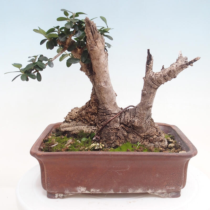 Indoor bonsai - Olea europaea sylvestris - European small-leaved olive oil