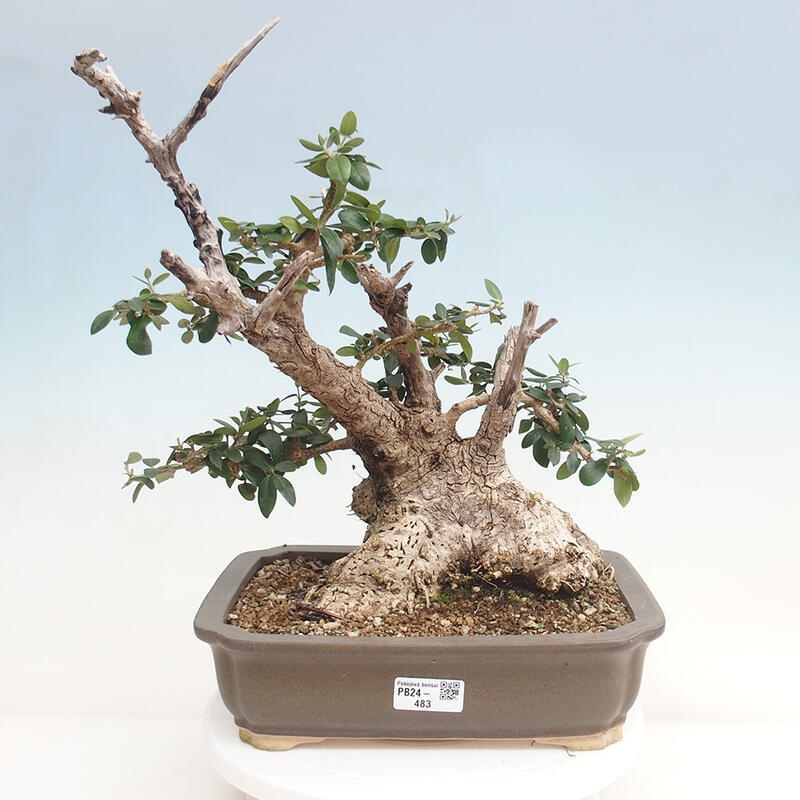 Indoor bonsai - Olea europaea sylvestris - European small-leaved olive oil