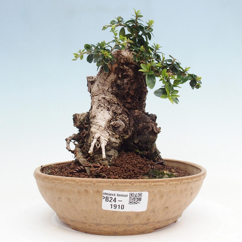 Indoor bonsai - Olea europaea sylvestris - Small-leaved European olive