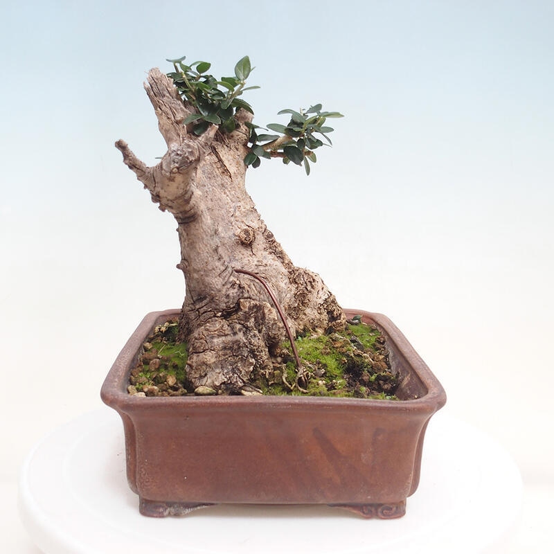 Indoor bonsai - Olea europaea sylvestris - European small-leaved olive oil