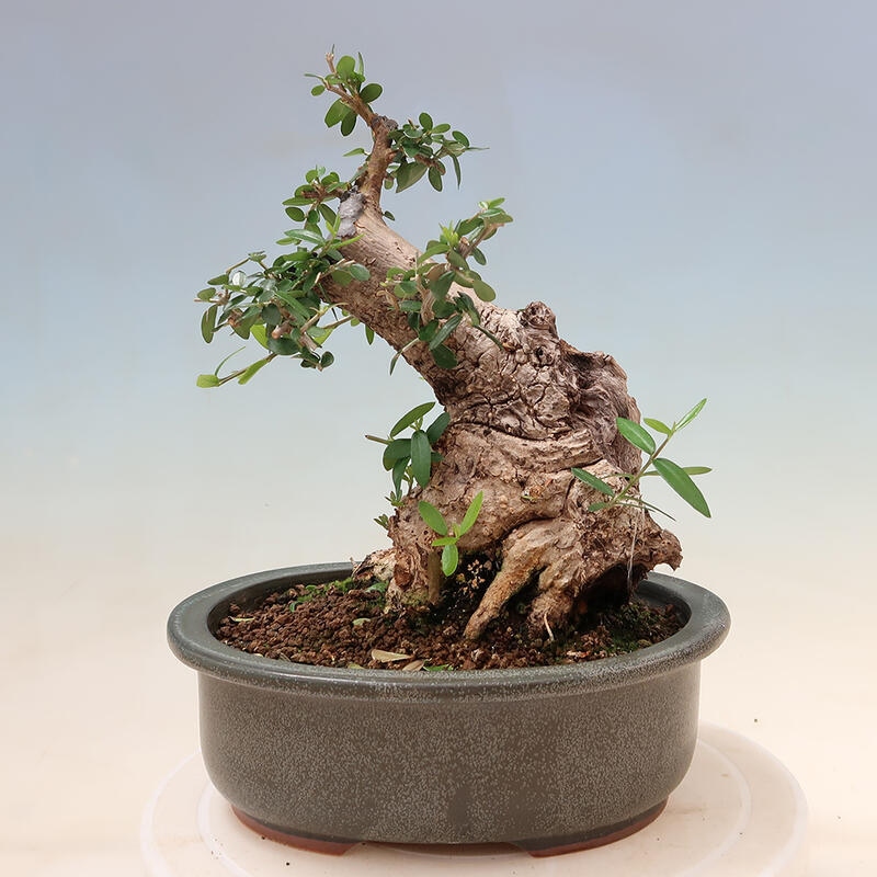 Indoor bonsai - Olea europaea sylvestris - European small-leaved olive oil