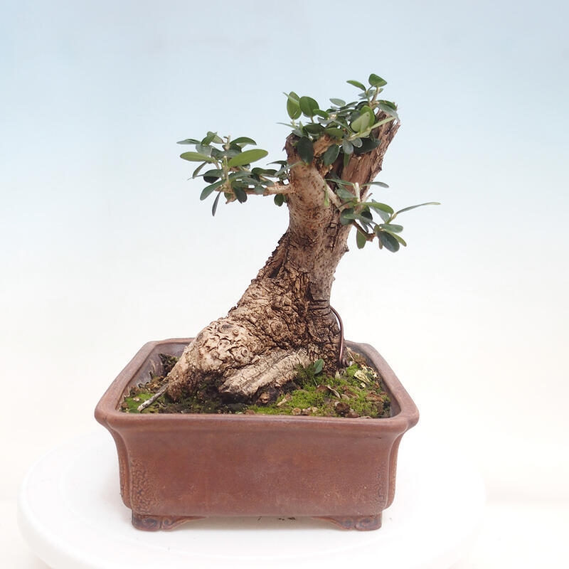 Indoor bonsai - Olea europaea sylvestris - European small-leaved olive oil