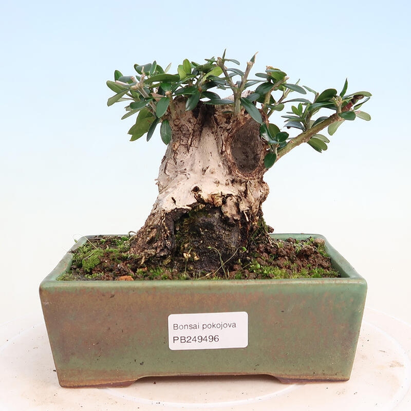 Indoor bonsai - Olea europaea sylvestris - Small-leaved European olive