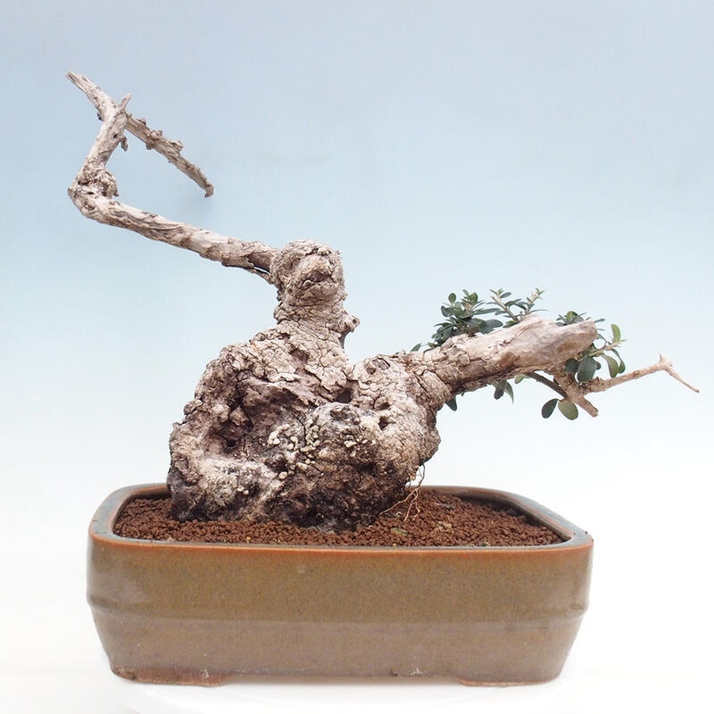 Indoor bonsai - Olea europaea sylvestris - Small-leaved European olive