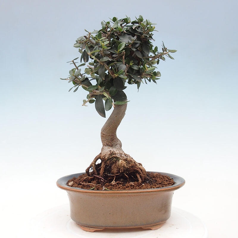 Indoor bonsai - Olea europaea sylvestris - European small-leaved olive oil