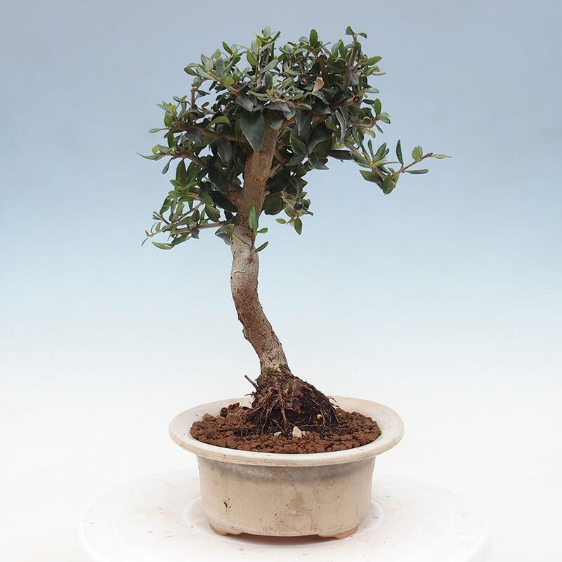 Indoor bonsai - Olea europaea sylvestris - European small-leaved olive oil