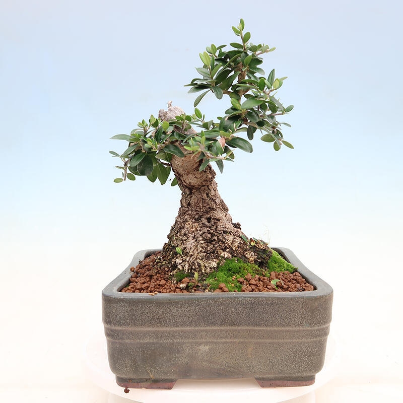 Indoor bonsai - Olea europaea sylvestris - Small-leaved European olive