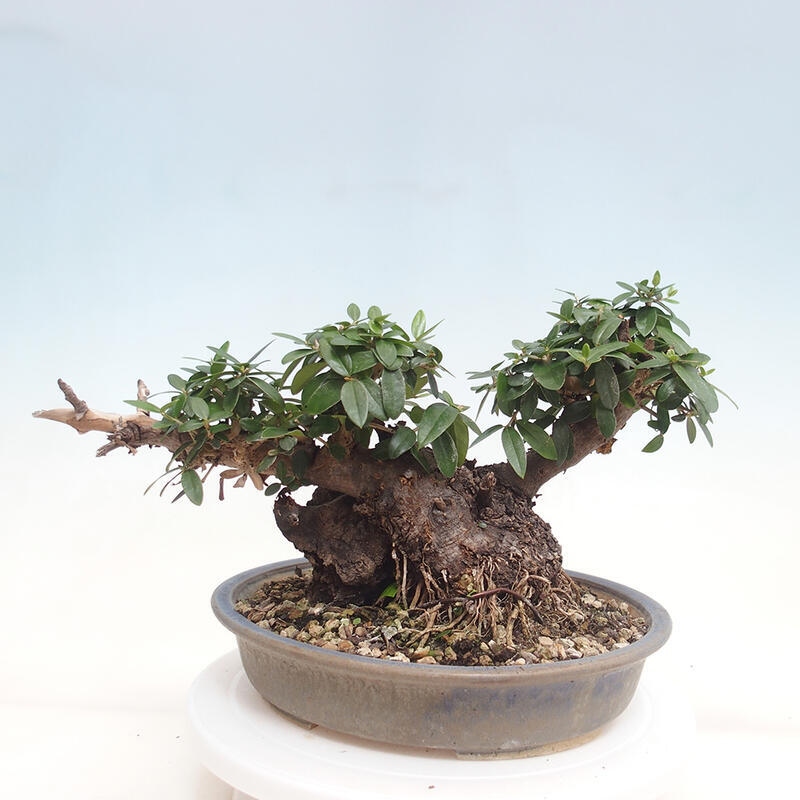 Indoor bonsai - Olea europaea sylvestris - European small-leaved olive oil