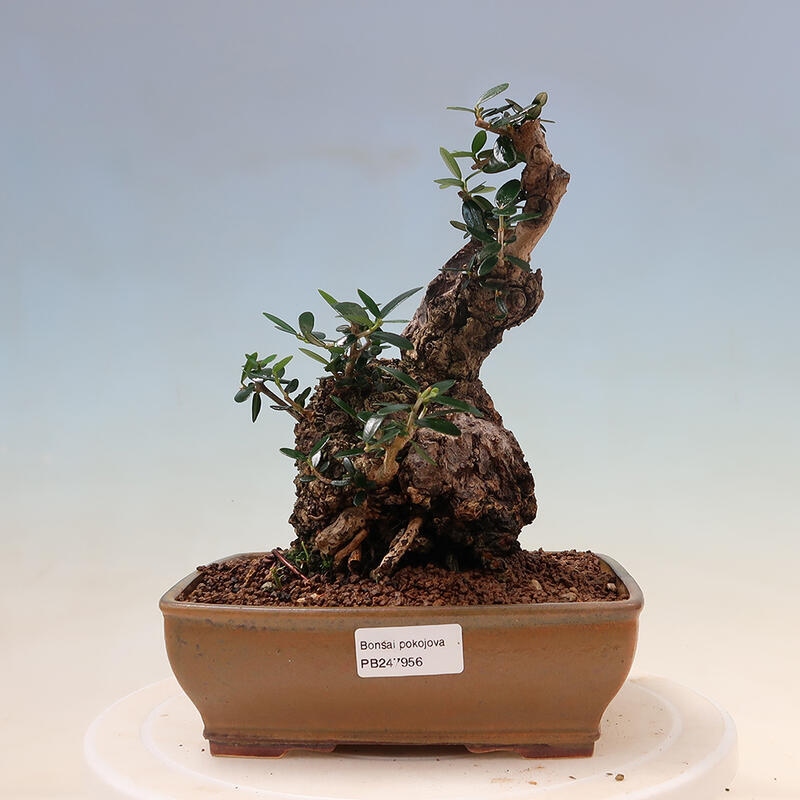 Indoor bonsai - Olea europaea sylvestris - European small-leaved olive oil