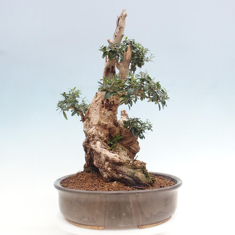 Indoor bonsai - Olea europaea sylvestris - Small-leaved European olive