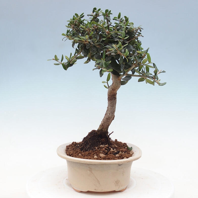 Indoor bonsai - Olea europaea sylvestris - European small-leaved olive oil