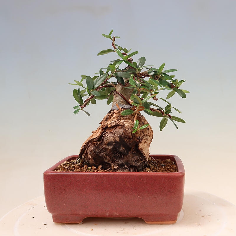 Indoor bonsai - Olea europaea sylvestris - European small-leaved olive oil