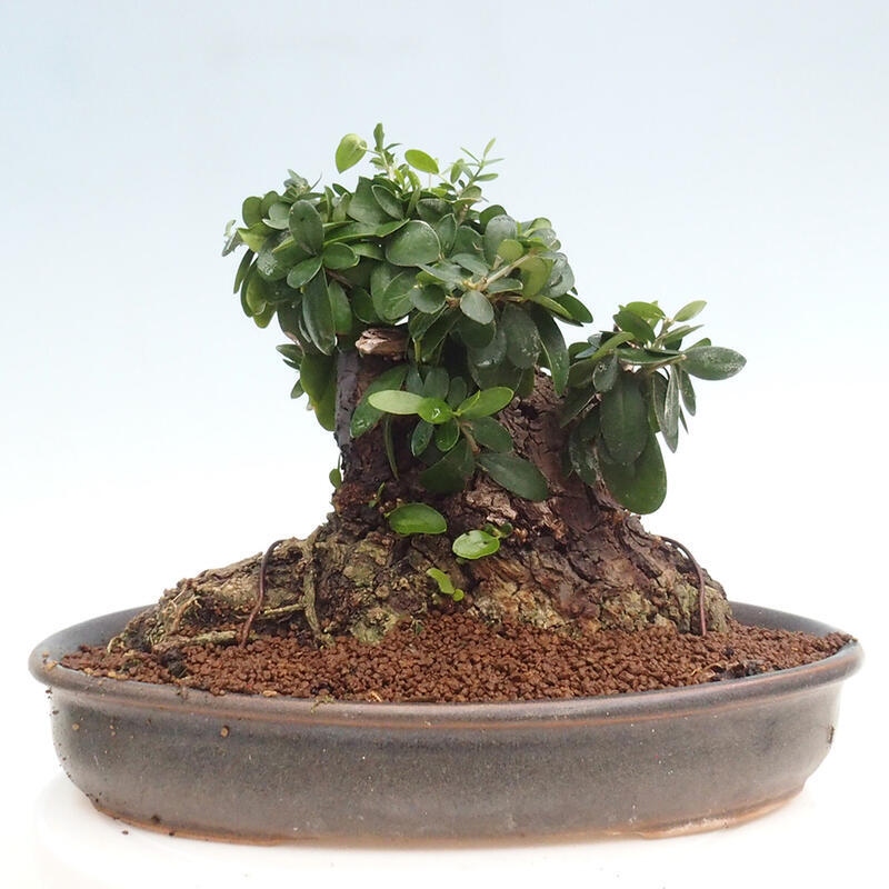 Indoor bonsai - Olea europaea sylvestris - Small-leaved European olive