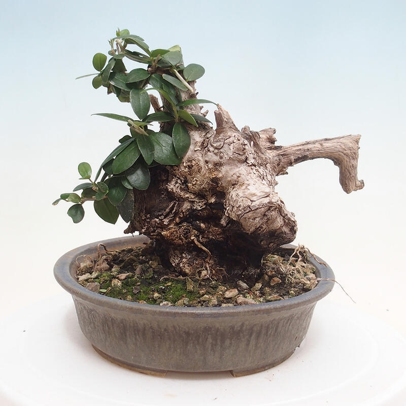 Indoor bonsai - Olea europaea sylvestris - European small-leaved olive oil