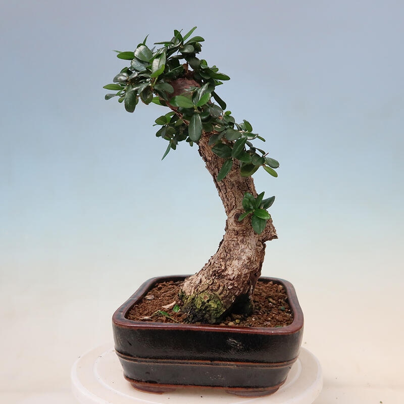 Indoor bonsai - Olea europaea sylvestris - European small-leaved olive oil