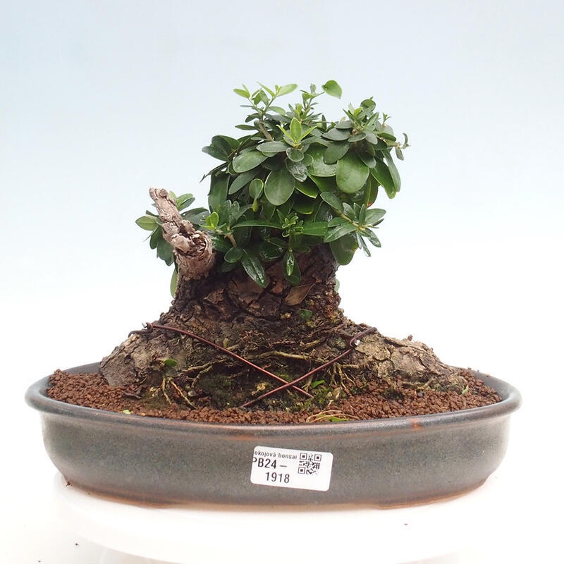 Indoor bonsai - Olea europaea sylvestris - Small-leaved European olive