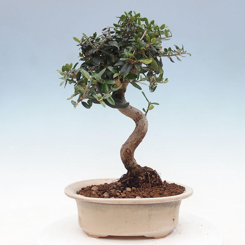 Indoor bonsai - Olea europaea sylvestris - European small-leaved olive oil