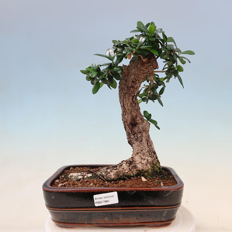 Indoor bonsai - Olea europaea sylvestris - European small-leaved olive oil