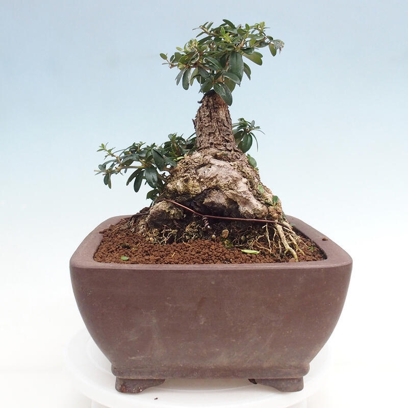 Indoor bonsai - Olea europaea sylvestris - Small-leaved European olive