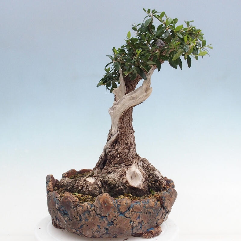 Indoor bonsai - Olea europaea sylvestris - Small-leaved European olive