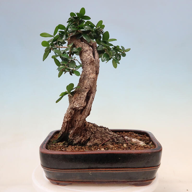 Indoor bonsai - Olea europaea sylvestris - European small-leaved olive oil