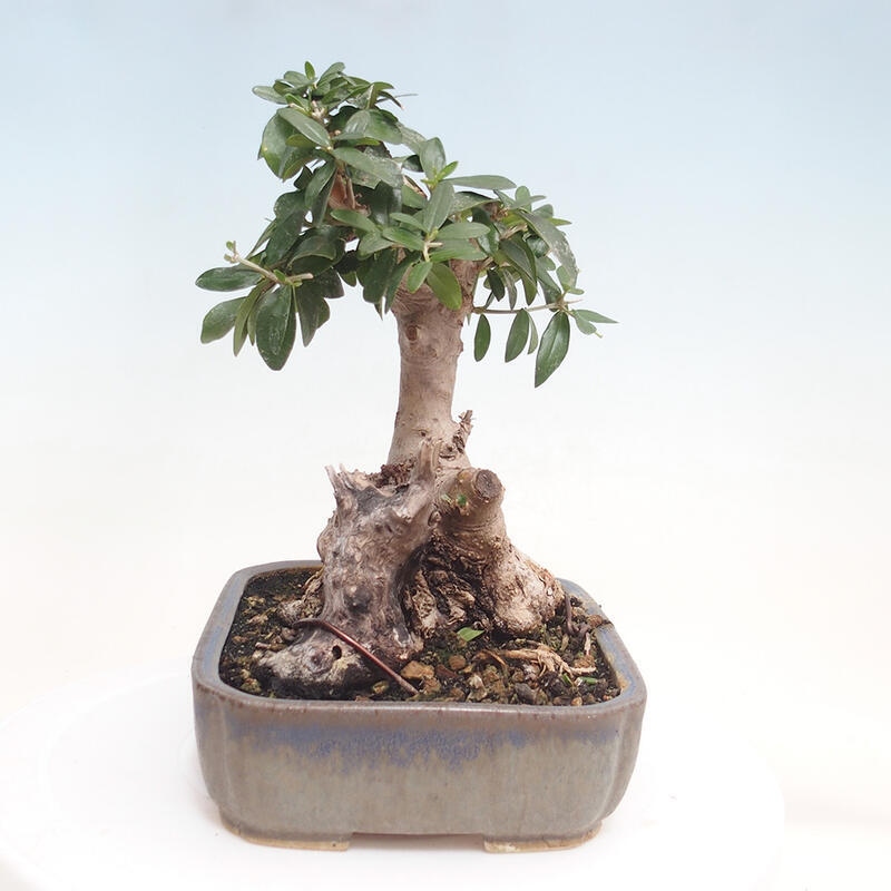 Indoor bonsai - Olea europaea sylvestris - European small-leaved olive oil