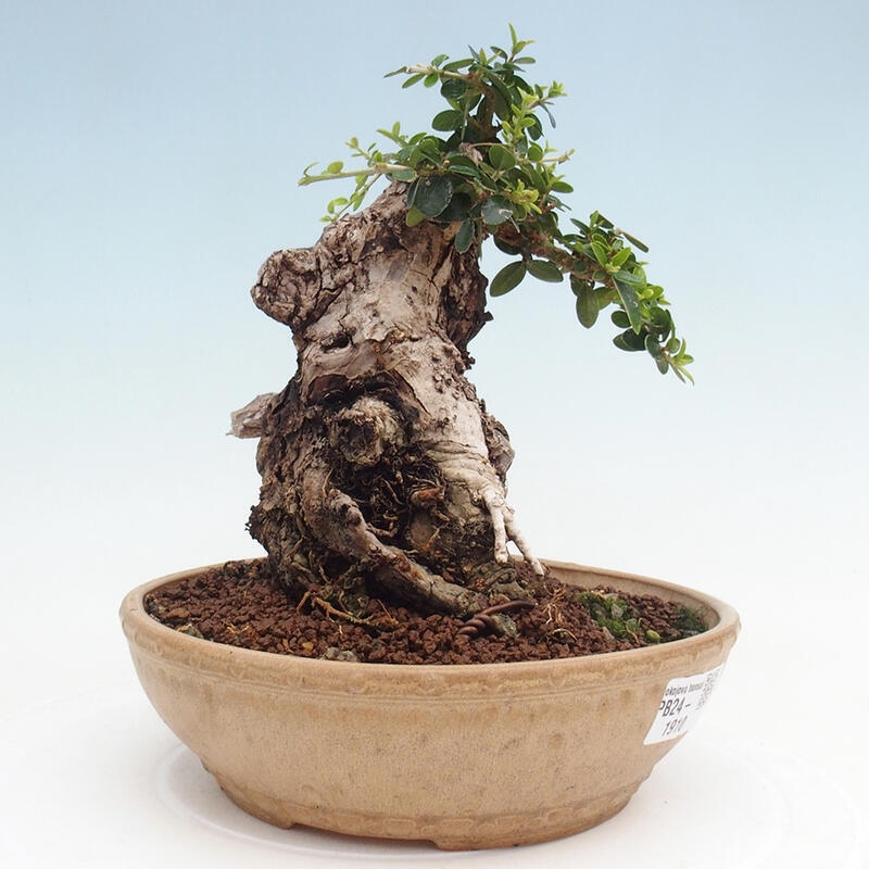 Indoor bonsai - Olea europaea sylvestris - Small-leaved European olive