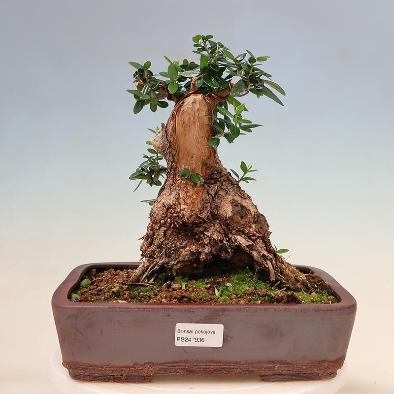 Indoor bonsai - Olea europaea sylvestris - European small-leaved olive oil