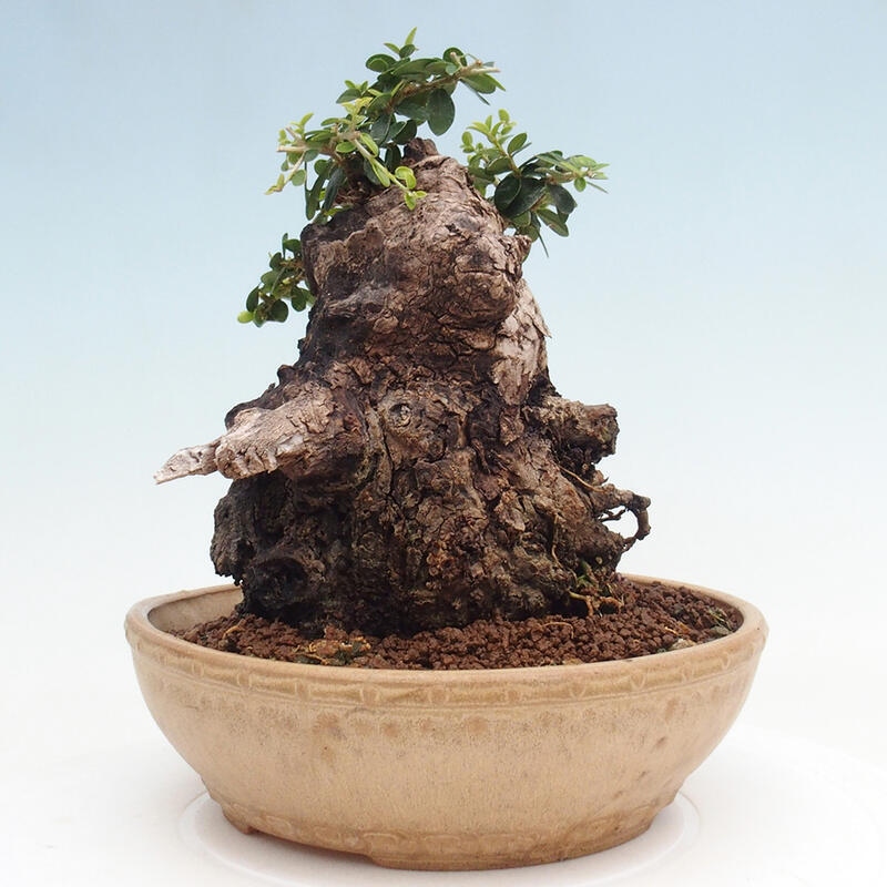 Indoor bonsai - Olea europaea sylvestris - Small-leaved European olive