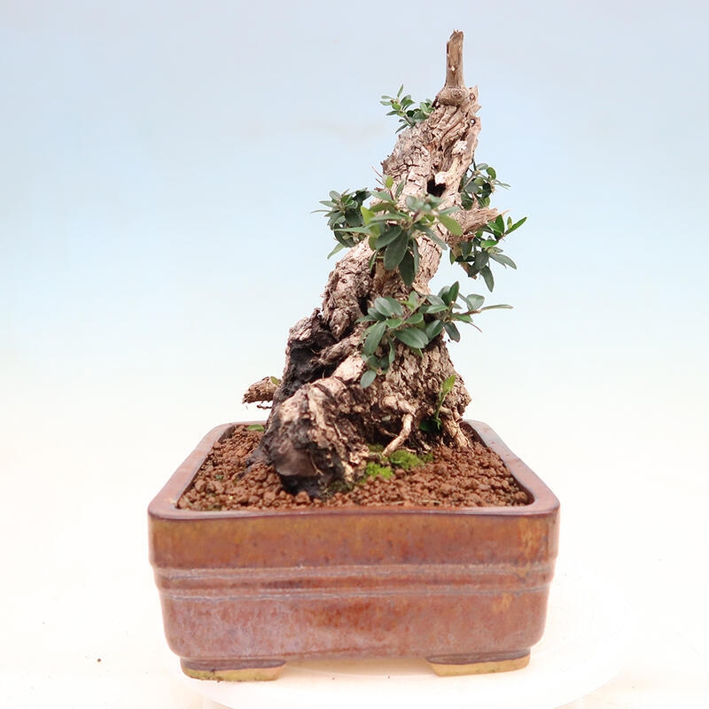 Indoor bonsai - Olea europaea sylvestris - Small-leaved European olive