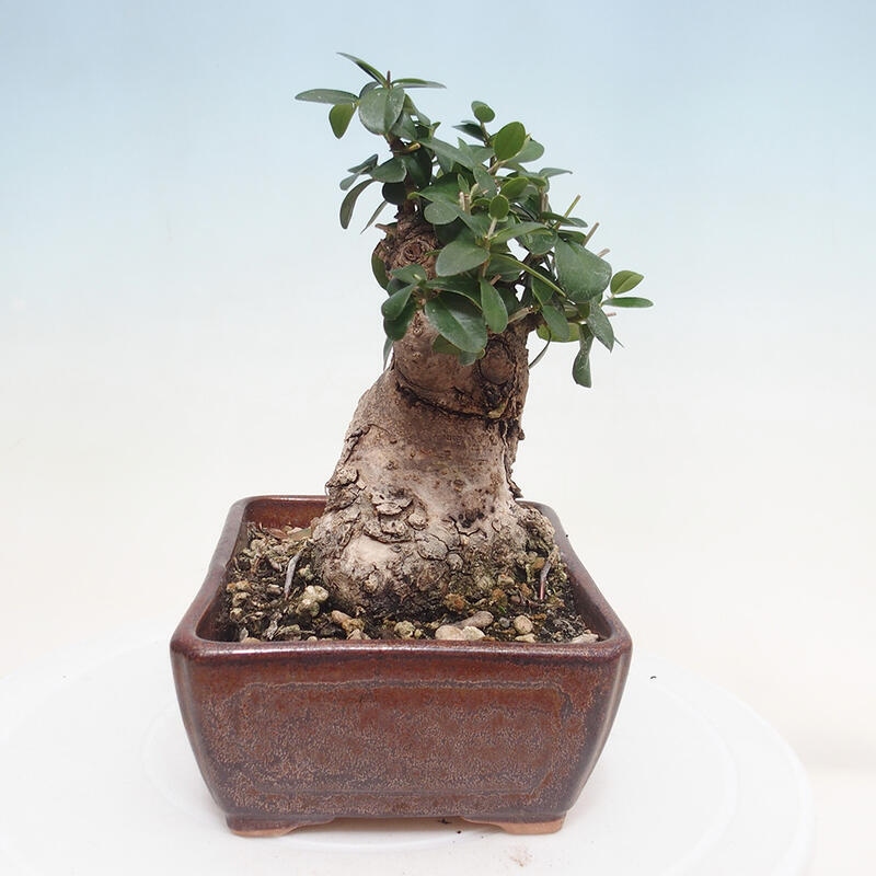 Indoor bonsai - Olea europaea sylvestris - European small-leaved olive oil