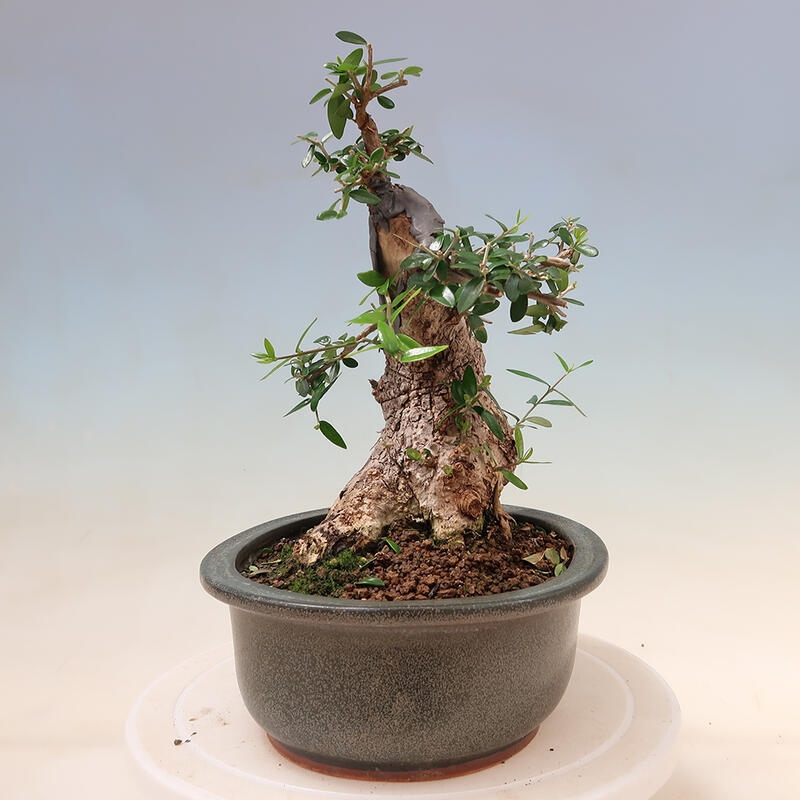 Indoor bonsai - Olea europaea sylvestris - European small-leaved olive oil