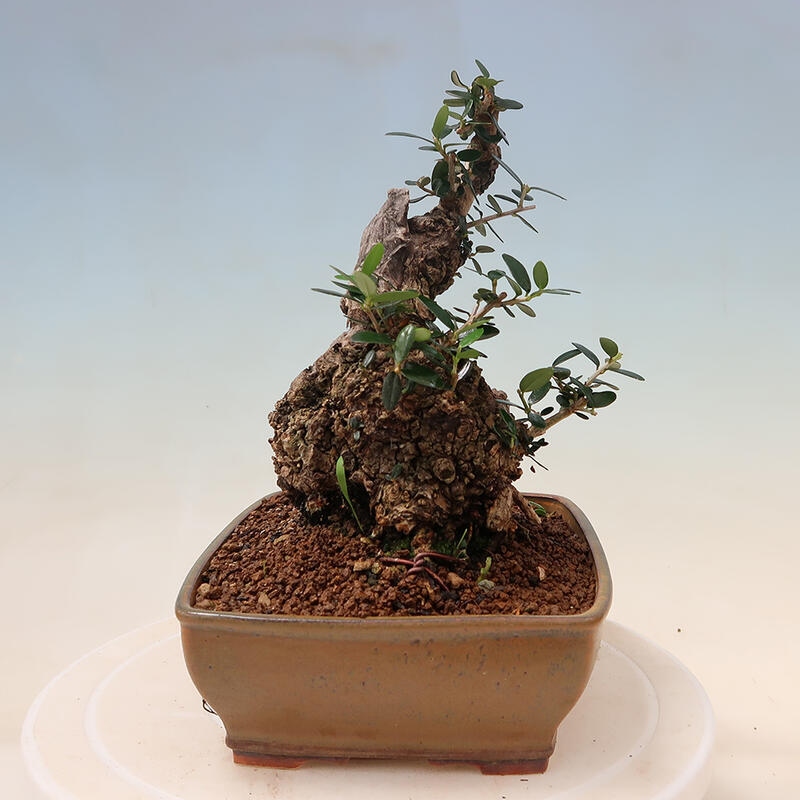 Indoor bonsai - Olea europaea sylvestris - European small-leaved olive oil