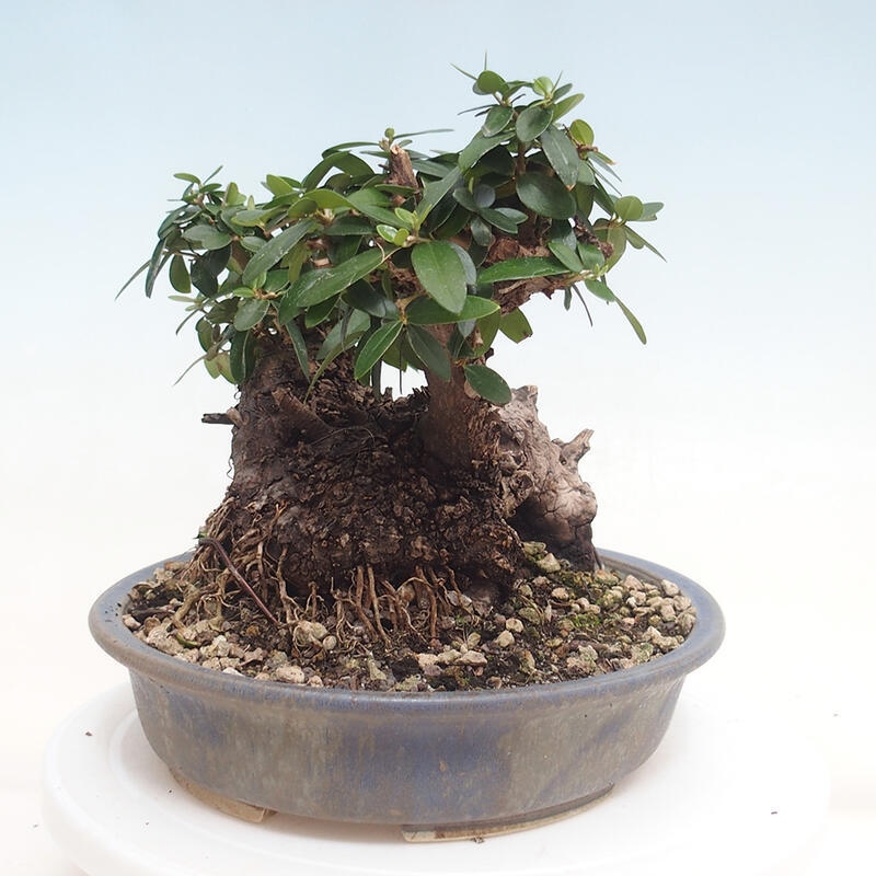 Indoor bonsai - Olea europaea sylvestris - European small-leaved olive oil