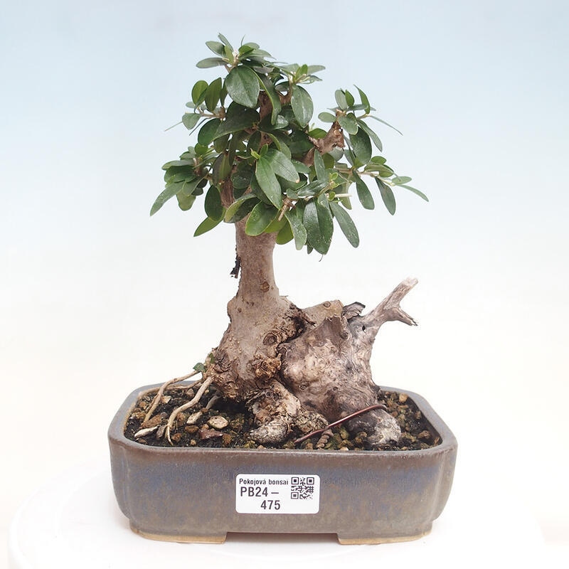 Indoor bonsai - Olea europaea sylvestris - European small-leaved olive oil