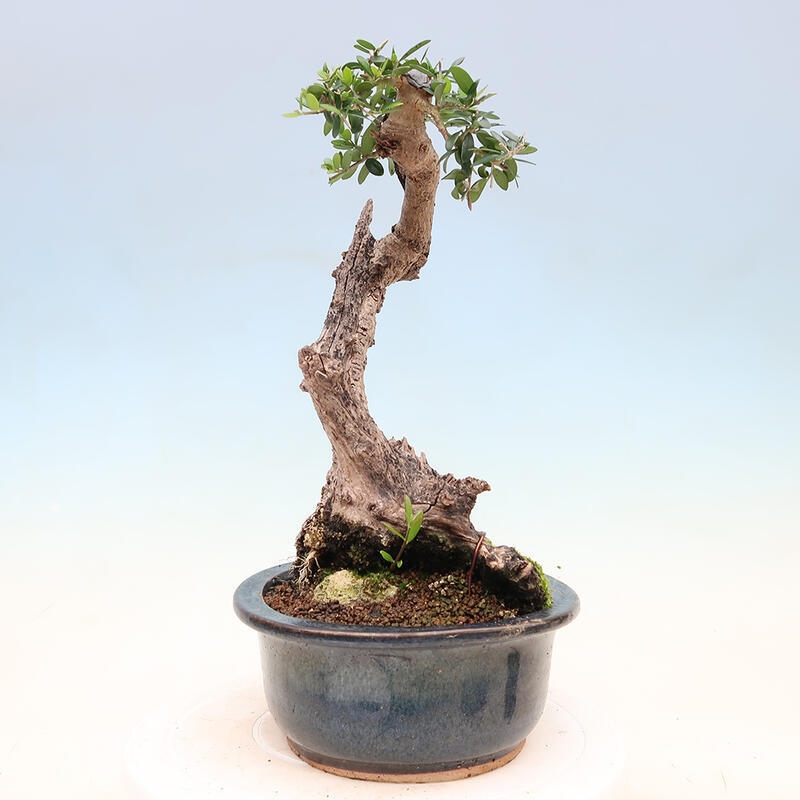 Indoor bonsai - Olea europaea sylvestris - Small-leaved European olive