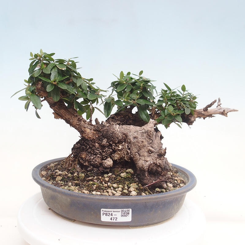 Indoor bonsai - Olea europaea sylvestris - European small-leaved olive oil