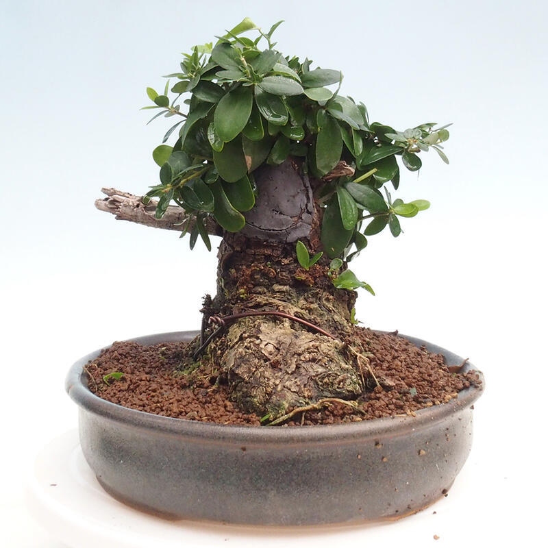 Indoor bonsai - Olea europaea sylvestris - Small-leaved European olive