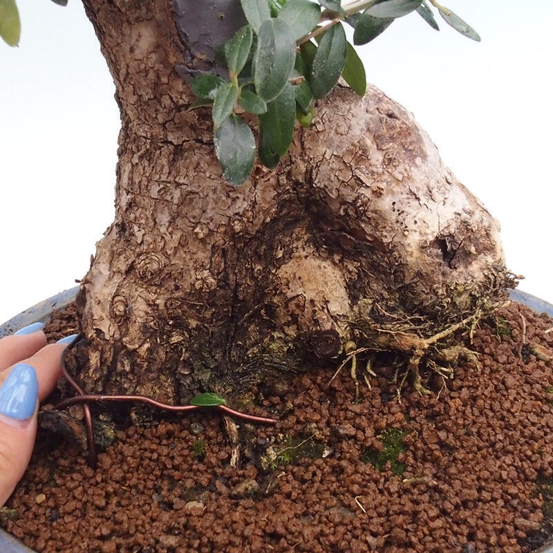 Indoor bonsai - Olea europaea sylvestris - Small-leaved European olive