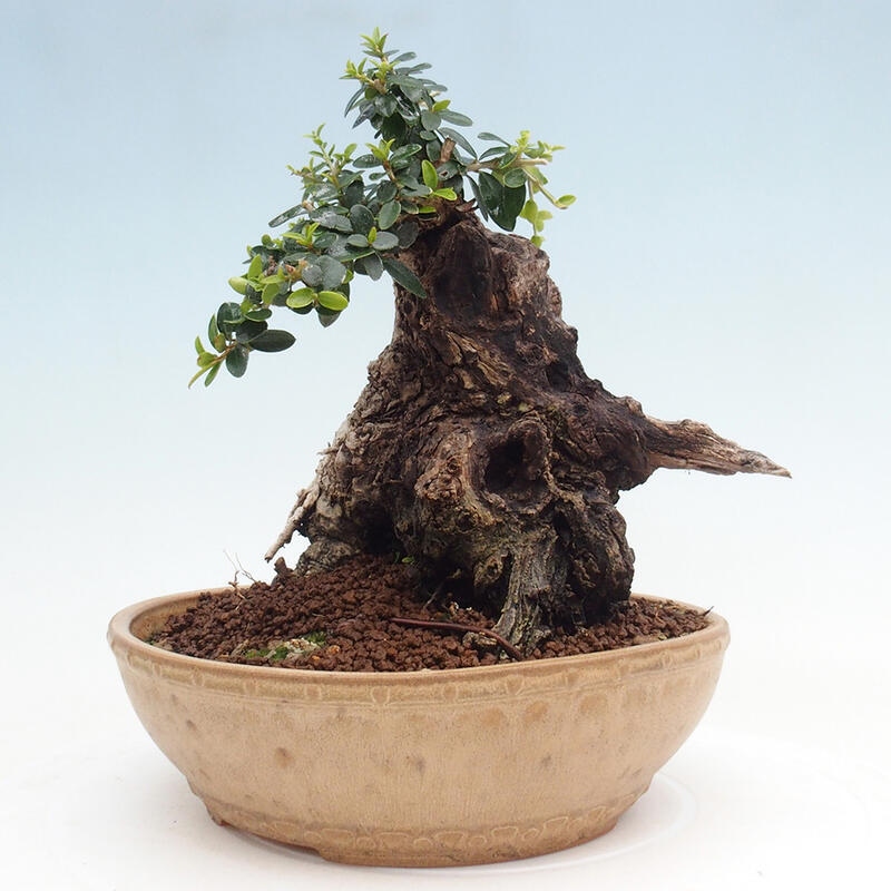 Indoor bonsai - Olea europaea sylvestris - Small-leaved European olive